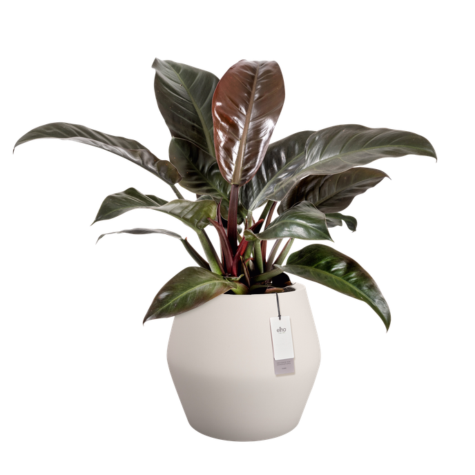 june split low 46cm leinenweiß